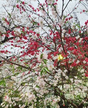 YUITO、梅と桜.jpg